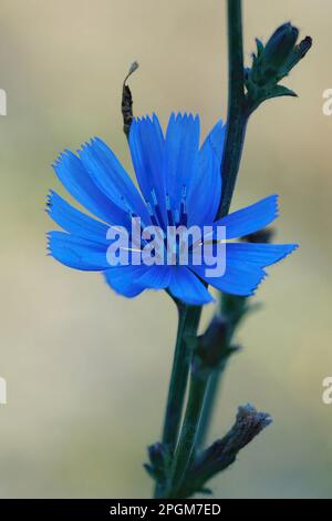 Nahaufnahme der leuchtend blauen Blüten der wilden Zichorie, Cichorium intybus vor grünem Hintergrund Stockfoto