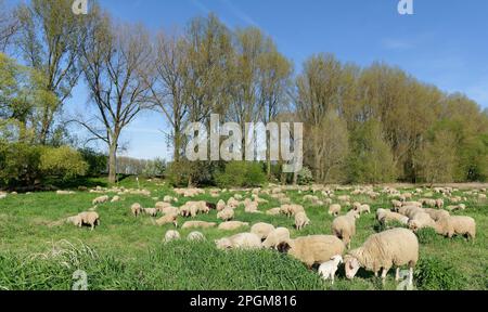 Naturschutzgebiet Kirberger Loch am Rhein, Monheim am Rhein, Nordrhein-Westfalen, Deutschland Stockfoto