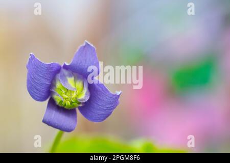 Nahaufnahme einer Blume von Clematis occidentalis, Familie Ranunculaceae, Makrofoto Stockfoto