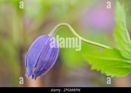 Nahaufnahme einer geschlossenen Blume von Clematis occidentalis, Familie Ranunculaceae, Makrofoto Stockfoto