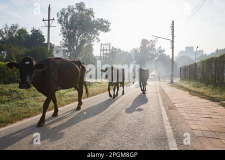 Delhi, Indien - Menschen und Kühe, die ihre Geschäfte in Delhi im frühen Morgennebel auf einer Straße machen Stockfoto