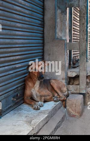 Amritsar, Punjab, Indien - Porträt eines Straßenhundes, der vor einem geschlossenen Laden liegt Stockfoto