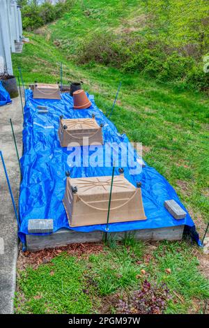 Vertikale Aufnahme eines kleinen, erhöhten Gartens in einer Wohnung, der mit einer Plane bedeckt ist, um ihn vor Frühlingsfrost zu schützen. Stockfoto