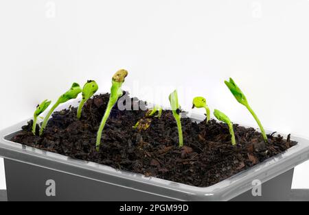 Horizontaler Schuss eines Tabletts voller junger Sprossen, isoliert auf weiß mit Kopierraum. Stockfoto