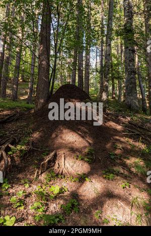 Großer Termitenhügel im Wald Stockfoto