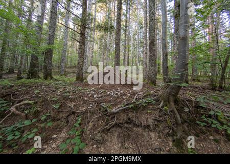 Großer Termitenhügel im Wald Stockfoto