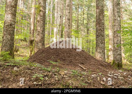 Großer Termitenhügel im Wald Stockfoto