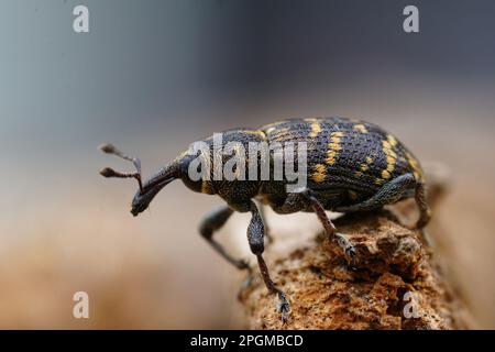 Nahaufnahme des farbenfrohen großen Kiefernholzes, Hylobius abietis, einer der größten Schädlinge von Nadelbäumen Stockfoto