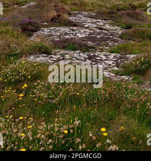 Farbenfrohe Blumen auf steinigem irischem Boden, malerische Landschaft. Schöne Pflanzen, die in Südirland üblich sind. Nordeuropäische Vegetation. Stockfoto