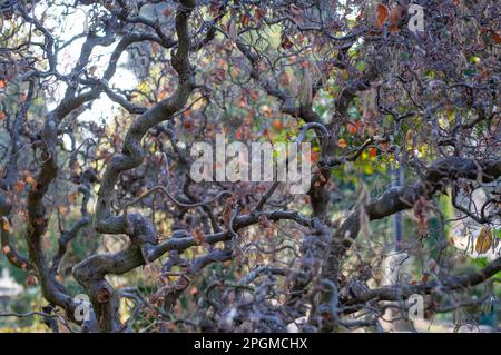 Nahaufnahme von Corkscrew Hazel (Corylus avellana) „Contorta“. Verdrehte Zweige von verdrehter Haselnuss im Frühling. Stockfoto