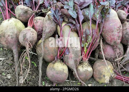 Auf einem Haufen auf dem Feld liegt die Ernte roter Tafelrüben. Stockfoto