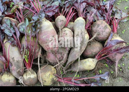 Auf einem Haufen auf dem Feld liegt die Ernte roter Tafelrüben. Stockfoto