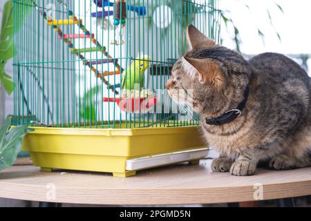 Eine Hauskatze sitzt neben einem Käfig mit einem Papagei, beobachtet einen Vogel, jagt. Halten Sie Haustiere in Freundschaft und Feindschaft, Stress und Interaktion mit Haustieren Stockfoto