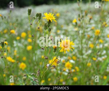 In der Natur wachsen unter den Pflanzen Gelbfelddistel (Sonchus arvensis). Stockfoto