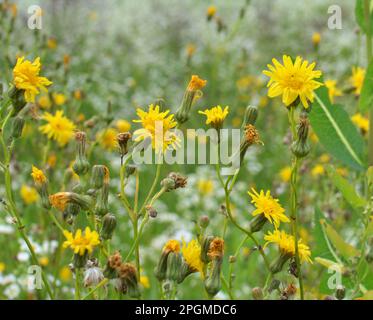 In der Natur wachsen unter den Pflanzen Gelbfelddistel (Sonchus arvensis). Stockfoto