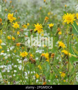 In der Natur wachsen unter den Pflanzen Gelbfelddistel (Sonchus arvensis). Stockfoto