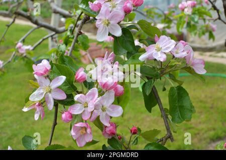 Im Frühling in den Gartenblüten der Apfelbäume Stockfoto
