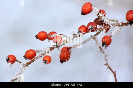 Im Winter hängen rote Beeren auf dem Zweig eines Hunderosenbusches Stockfoto