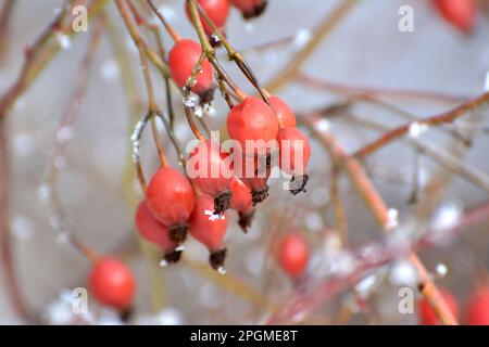 Im Winter hängen rote Beeren auf dem Zweig eines Hunderosenbusches Stockfoto