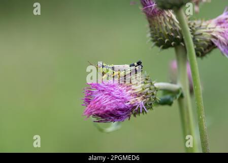 una bella cavalletta in un prato di montagna Stockfoto