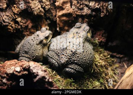 Giftige und hochinvasive Rohrkröte (Rhinella Marina) im Kopenhagener Zoo Stockfoto