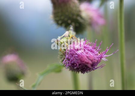 una bella cavalletta in un prato di montagna Stockfoto