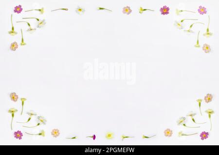 Natürlicher Rahmen mit Wildblumen im Frühling und Kopierbereich, flach liegend auf weißem Hintergrund. Frühlingsblütenmuster, zarte Primrosenblüten, Muttertag, e Stockfoto