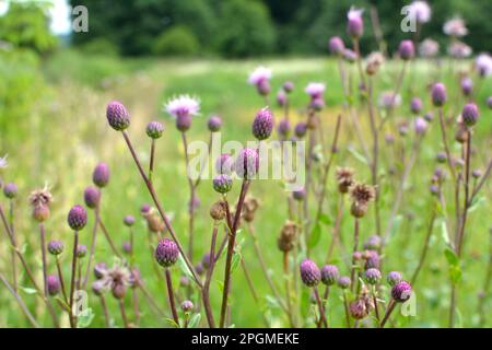 Unter den Wildkräutern wächst und blüht das Distelfeld (Cirsium arvense) Stockfoto