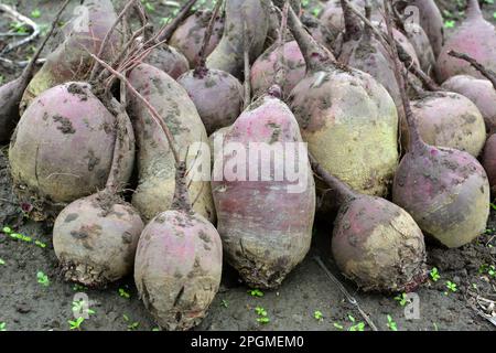 Auf einem Haufen auf dem Feld liegt die Ernte roter Tafelrüben. Stockfoto