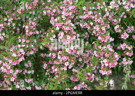 Weigela mit weißen und rosa Blumen blüht im Garten. Stockfoto