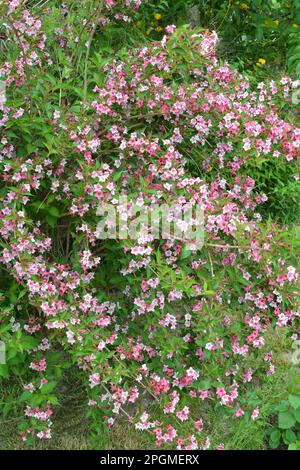 Weigela mit weißen und rosa Blumen blüht im Garten. Stockfoto