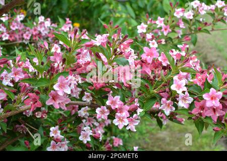 Weigela mit weißen und rosa Blumen blüht im Garten. Stockfoto