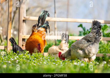 Empordanesa-Rasse (gallina de raca empordanesa), Huhn und Hahn, die frei herumlaufen und sich im Gras ernähren (Gallus gallus domesticus). El Baix Empordà. Stockfoto