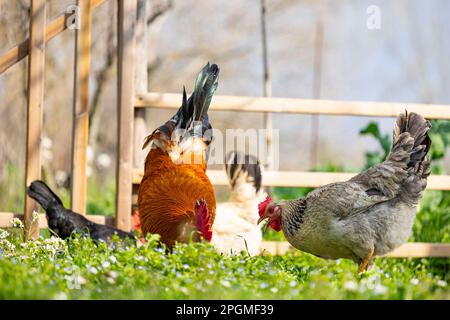 Empordanesa-Rasse (gallina de raca empordanesa), Huhn und Hahn, die frei herumlaufen und sich im Gras ernähren (Gallus gallus domesticus). El Baix Empordà. Stockfoto