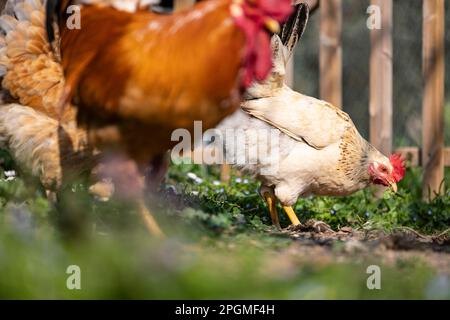 Empordanesa-Rasse (gallina de raca empordanesa), die frei herumläuft und sich im Gras ernährt (Gallus gallus domesticus). El Baix Empordà, Girona. Stockfoto