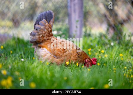 Empordanesa-Rasse (gallina de raca empordanesa), die frei herumläuft und sich im Gras ernährt (Gallus gallus domesticus). El Baix Empordà, Girona. Stockfoto