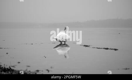 Swan und seine Reflexion im Wasser am Seeufer in Schwarz und Weiß Stockfoto