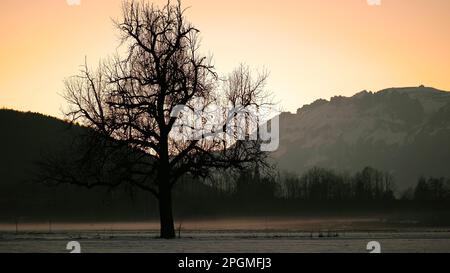 Nahaufnahme der Baumsilhouette im Winter mit Nebelwolken am Boden und Bergen im Hintergrund in der Dämmerung Stockfoto
