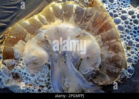 Nahaufnahme eine isolierte gestrandete Kompassqualle (Chrysaora hysoscella) in nassem Sandstrand - Pazifikküste, Nordchilen Stockfoto