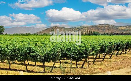 Wunderschönes, sonniges Tal mit chilenischen Weinbergen, umgeben von Bergen in der berühmten Weinanbauregion - Colchagua, Zentralchilen Stockfoto