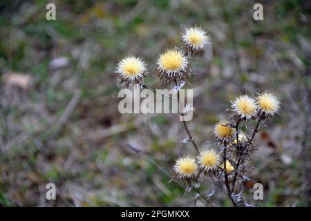 Die Verschlüsse der gelben Blüten der invasiven pflanzlichen Karlinendistel (Carlina vulgaris) im Frühjahr. Horizontales Bild mit selektivem Fokus Stockfoto