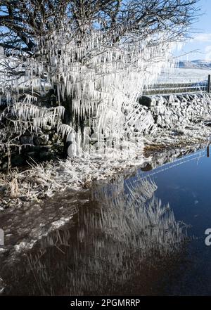 Baum am Straßenrand, bedeckt mit Eiszapfen, nachdem Wasser von der Pfütze darauf spritzte. Cumbria, Großbritannien. Stockfoto