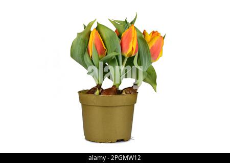 Orangefarbene und gelbe „Tulipa Flair“-Tulpe in Blumentopf auf weißem Hintergrund Stockfoto