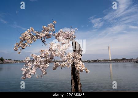 Washington, USA. 23. März 2023. Kirschblüten werden am 23. März 2023 im Tidal Basin in Washington, DC, USA, mit dem Washington Monument im Hintergrund gesehen. Kredit: Liu Jie/Xinhua/Alamy Live News Stockfoto