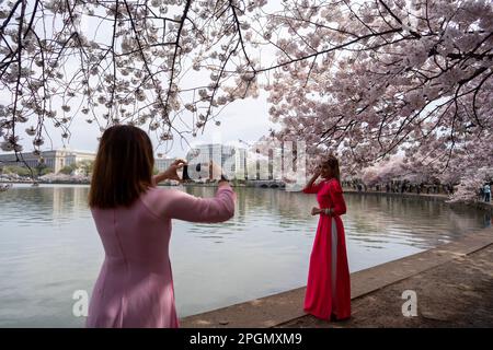 Washington, USA. 23. März 2023. Eine Frau posiert am 23. März 2023 im Tidal Basin in Washington, DC, USA, für ein Foto unter Kirschblüten. Kredit: Liu Jie/Xinhua/Alamy Live News Stockfoto