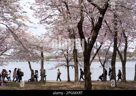 Washington, USA. 23. März 2023. Am 23. März 2023 laufen Menschen unter Kirschblüten im Tidal Basin in Washington, DC, USA. Kredit: Liu Jie/Xinhua/Alamy Live News Stockfoto