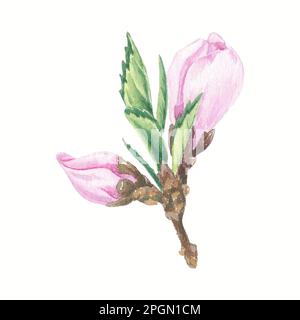 Kirschblüten, eine Kirschblüte isoliert auf weißem Hintergrund, Fruchtblüte. Element Aquarell Botanische Abbildungen für Beschriftungen, Menüs, Logo Stockfoto