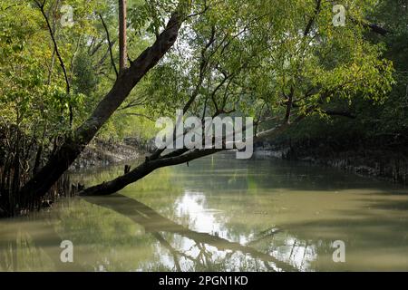 Sundarbans ist der größte natürliche Mangrovenwald der Welt, der zwischen Bangladesch und Indien liegt.Dieses Foto wurde aus Bangladesch aufgenommen. Stockfoto