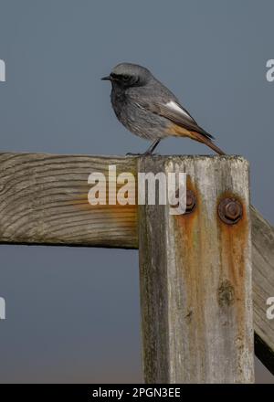 Ein männlicher schwarzer Redstart Phoenicurus ochruros, hoch oben auf einem alten Holzgeländer an der Küste von Weybourne, North Norfolk. Stockfoto