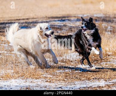 Platinfarbener Golden Retriever-Hund, der mit einer Border Collie auf einer zentralen Ranch in Colorado (USA) spielt Stockfoto